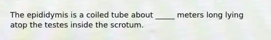 The epididymis is a coiled tube about _____ meters long lying atop the testes inside the scrotum.