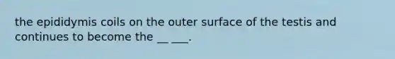 the epididymis coils on the outer surface of the testis and continues to become the __ ___.