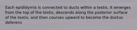 Each epididymis is connected to ducts within a testis. It emerges from the top of the testis, descends along the posterior surface of the testis, and then courses upward to become the ductus deferens