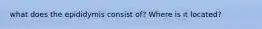 what does the epididymis consist of? Where is it located?