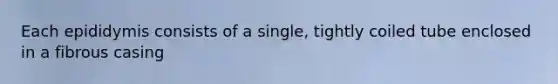 Each epididymis consists of a single, tightly coiled tube enclosed in a fibrous casing