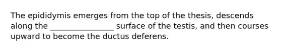 The epididymis emerges from the top of the thesis, descends along the ________________ surface of the testis, and then courses upward to become the ductus deferens.