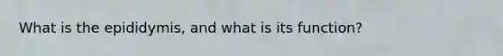 What is the epididymis, and what is its function?