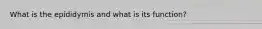 What is the epididymis and what is its function?