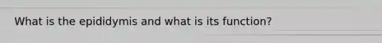 What is the epididymis and what is its function?