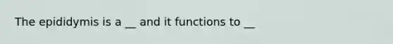 The epididymis is a __ and it functions to __