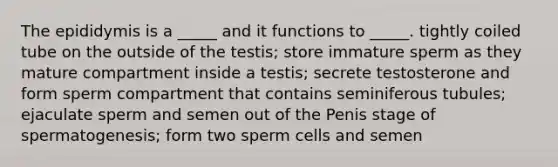 The epididymis is a _____ and it functions to _____. tightly coiled tube on the outside of the testis; store immature sperm as they mature compartment inside a testis; secrete testosterone and form sperm compartment that contains seminiferous tubules; ejaculate sperm and semen out of the Penis stage of spermatogenesis; form two sperm cells and semen