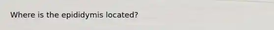 Where is the epididymis located?