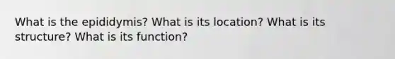 What is the epididymis? What is its location? What is its structure? What is its function?