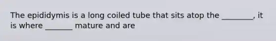 The epididymis is a long coiled tube that sits atop the ________, it is where _______ mature and are