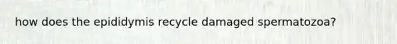 how does the epididymis recycle damaged spermatozoa?