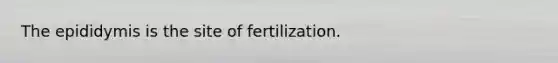 The epididymis is the site of fertilization.