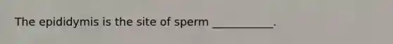 The epididymis is the site of sperm ___________.