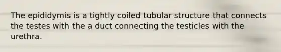 The epididymis is a tightly coiled tubular structure that connects the testes with the a duct connecting the testicles with the urethra.