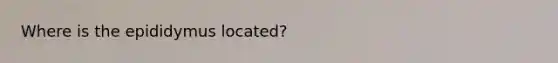 Where is the epididymus located?
