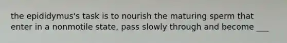 the epididymus's task is to nourish the maturing sperm that enter in a nonmotile state, pass slowly through and become ___