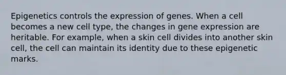 Epigenetics controls the expression of genes. When a cell becomes a new cell type, the changes in <a href='https://www.questionai.com/knowledge/kFtiqWOIJT-gene-expression' class='anchor-knowledge'>gene expression</a> are heritable. For example, when a skin cell divides into another skin cell, the cell can maintain its identity due to these epigenetic marks.