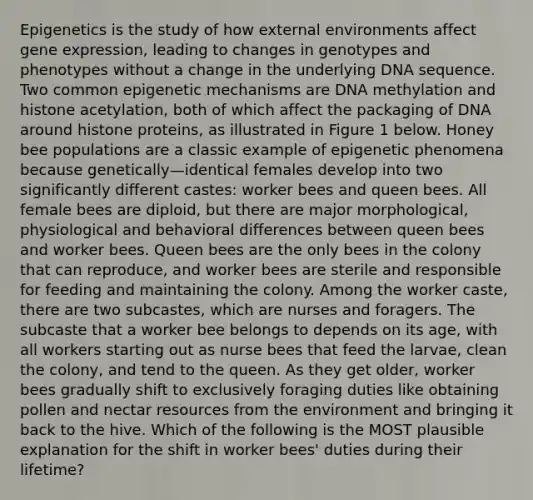 Epigenetics is the study of how external environments affect gene expression, leading to changes in genotypes and phenotypes without a change in the underlying DNA sequence. Two common epigenetic mechanisms are DNA methylation and histone acetylation, both of which affect the packaging of DNA around histone proteins, as illustrated in Figure 1 below. Honey bee populations are a classic example of epigenetic phenomena because genetically—identical females develop into two significantly different castes: worker bees and queen bees. All female bees are diploid, but there are major morphological, physiological and behavioral differences between queen bees and worker bees. Queen bees are the only bees in the colony that can reproduce, and worker bees are sterile and responsible for feeding and maintaining the colony. Among the worker caste, there are two subcastes, which are nurses and foragers. The subcaste that a worker bee belongs to depends on its age, with all workers starting out as nurse bees that feed the larvae, clean the colony, and tend to the queen. As they get older, worker bees gradually shift to exclusively foraging duties like obtaining pollen and nectar resources from the environment and bringing it back to the hive. Which of the following is the MOST plausible explanation for the shift in worker bees' duties during their lifetime?