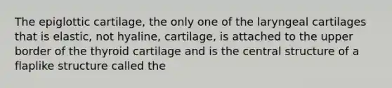 The epiglottic cartilage, the only one of the laryngeal cartilages that is elastic, not hyaline, cartilage, is attached to the upper border of the thyroid cartilage and is the central structure of a flaplike structure called the