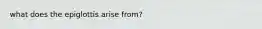 what does the epiglottis arise from?