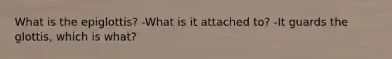 What is the epiglottis? -What is it attached to? -It guards the glottis, which is what?