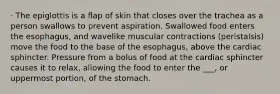 · The epiglottis is a flap of skin that closes over the trachea as a person swallows to prevent aspiration. Swallowed food enters the esophagus, and wavelike muscular contractions (peristalsis) move the food to the base of the esophagus, above the cardiac sphincter. Pressure from a bolus of food at the cardiac sphincter causes it to relax, allowing the food to enter the ___, or uppermost portion, of the stomach.