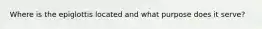 Where is the epiglottis located and what purpose does it serve?