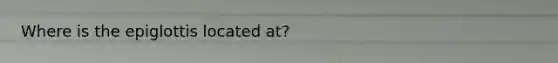 Where is the epiglottis located at?