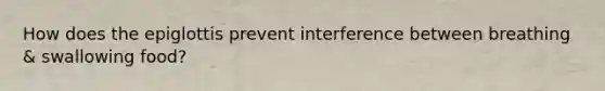 How does the epiglottis prevent interference between breathing & swallowing food?
