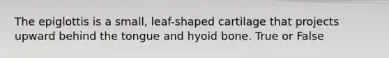 The epiglottis is a small, leaf-shaped cartilage that projects upward behind the tongue and hyoid bone. True or False