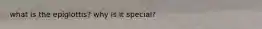 what is the epiglottis? why is it special?