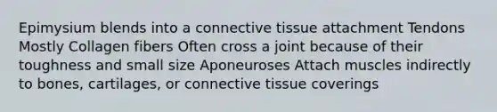 Epimysium blends into a connective tissue attachment Tendons Mostly Collagen fibers Often cross a joint because of their toughness and small size Aponeuroses Attach muscles indirectly to bones, cartilages, or connective tissue coverings