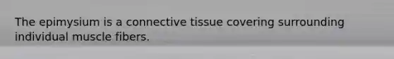 The epimysium is a connective tissue covering surrounding individual muscle fibers.