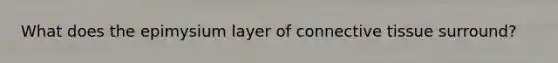 What does the epimysium layer of connective tissue surround?