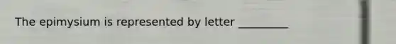 The epimysium is represented by letter _________