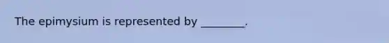 The epimysium is represented by ________.