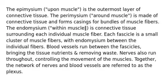 The epimysium ("upon muscle") is the outermost layer of connective tissue. The perimysium ("around muscle") is made of connective tissue and forms casings for bundles of muscle fibers. The endomysium ("within muscle‖) is connective tissue surrounding each individual muscle fiber. Each fascicle is a small cluster of muscle fibers, with endomysium between the individual fibers. Blood vessels run between the fascicles, bringing the tissue nutrients & removing waste. Nerves also run throughout, controlling the movement of the muscles. Together, the network of nerves and blood vessels are referred to as the plexus.