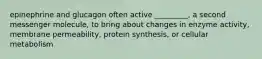 epinephrine and glucagon often active _________, a second messenger molecule, to bring about changes in enzyme activity, membrane permeability, protein synthesis, or cellular metabolism