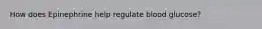 How does Epinephrine help regulate blood glucose?