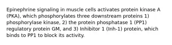 Epinephrine signaling in muscle cells activates protein kinase A (PKA), which phosphorylates three downstream proteins 1) phosphorylase kinase, 2) the protein phosphatase 1 (PP1) regulatory protein GM, and 3) Inhibitor 1 (Inh-1) protein, which binds to PP1 to block its activity.