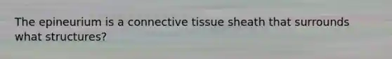 The epineurium is a connective tissue sheath that surrounds what structures?