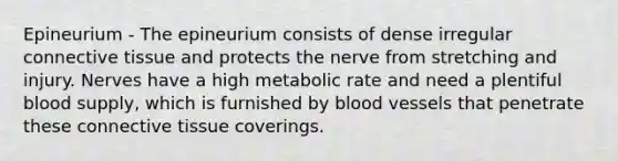 Epineurium - The epineurium consists of dense irregular <a href='https://www.questionai.com/knowledge/kYDr0DHyc8-connective-tissue' class='anchor-knowledge'>connective tissue</a> and protects the nerve from stretching and injury. Nerves have a high metabolic rate and need a plentiful blood supply, which is furnished by <a href='https://www.questionai.com/knowledge/kZJ3mNKN7P-blood-vessels' class='anchor-knowledge'>blood vessels</a> that penetrate these connective tissue coverings.