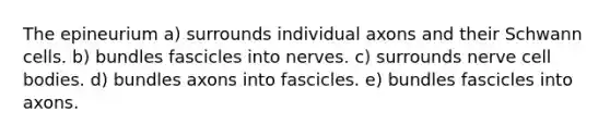 The epineurium a) surrounds individual axons and their Schwann cells. b) bundles fascicles into nerves. c) surrounds nerve cell bodies. d) bundles axons into fascicles. e) bundles fascicles into axons.