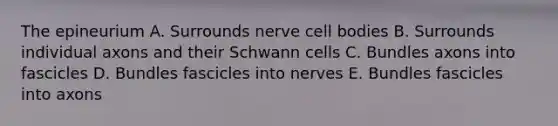 The epineurium A. Surrounds nerve cell bodies B. Surrounds individual axons and their Schwann cells C. Bundles axons into fascicles D. Bundles fascicles into nerves E. Bundles fascicles into axons