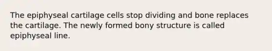 The epiphyseal cartilage cells stop dividing and bone replaces the cartilage. The newly formed bony structure is called epiphyseal line.