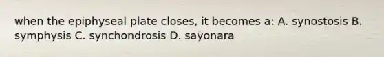 when the epiphyseal plate closes, it becomes a: A. synostosis B. symphysis C. synchondrosis D. sayonara