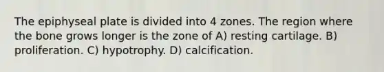 The epiphyseal plate is divided into 4 zones. The region where the bone grows longer is the zone of A) resting cartilage. B) proliferation. C) hypotrophy. D) calcification.