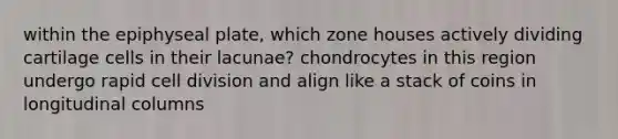 within the epiphyseal plate, which zone houses actively dividing cartilage cells in their lacunae? chondrocytes in this region undergo rapid cell division and align like a stack of coins in longitudinal columns