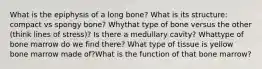 What is the epiphysis of a long bone? What is its structure: compact vs spongy bone? Whythat type of bone versus the other (think lines of stress)? Is there a medullary cavity? Whattype of bone marrow do we find there? What type of tissue is yellow bone marrow made of?What is the function of that bone marrow?