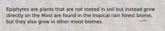 Epiphytes are plants that are not rooted in soil but instead grow directly on the Most are found in the tropical rain forest biome, but they also grow in other moist biomes.